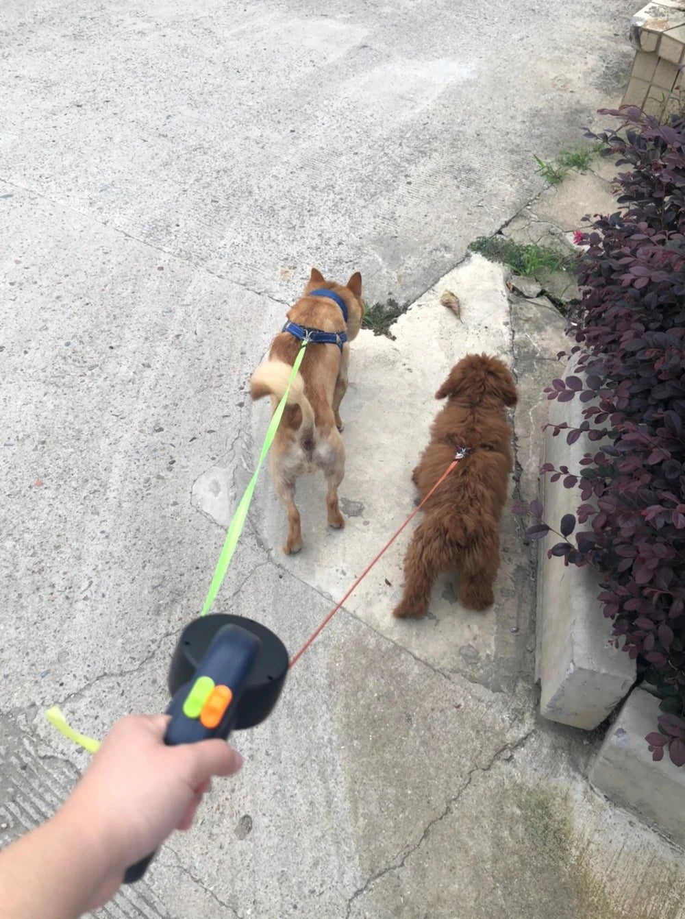 3m Retractable Dog Leash For Small Dogs Reflective Dual Pet Leash Lead 360 Swivel No Tangle Double Dog Walking Leash With Lights - Cozy & Co. Market