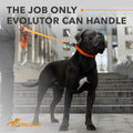 Orange Extra Heavy Duty Dog Leash 4 Ft x 1 in for Large Medium and Small Dogs - Cozy & Co. Market