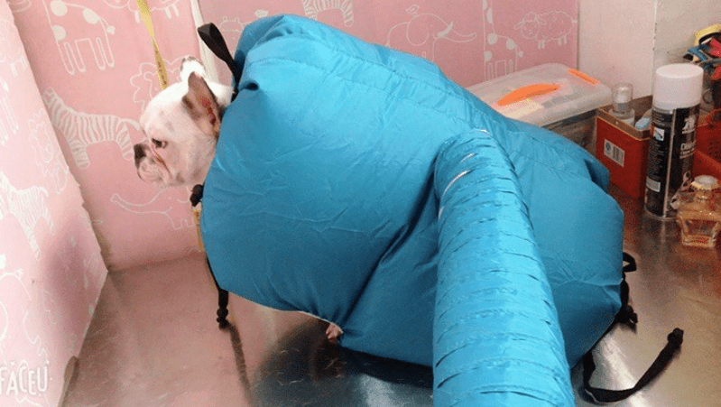 Pet Drying Box, Dryer, and Drying Bag - Cozy & Co. Market
